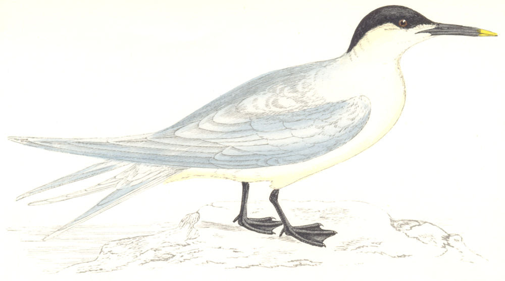 BIRDS. Sandwich Tern. Found in Europe. USA. Africa. Asia (Morris) 1865 print